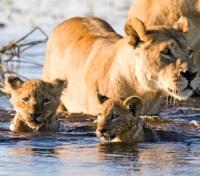 Lioness and her Cubs